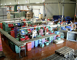 Ausstattung eines Spargelgroßbetriebes mit ESPASO Sortiermaschinen