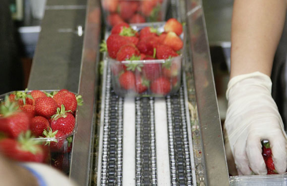 Transporteur à accumulation à rouleaux pour fraises